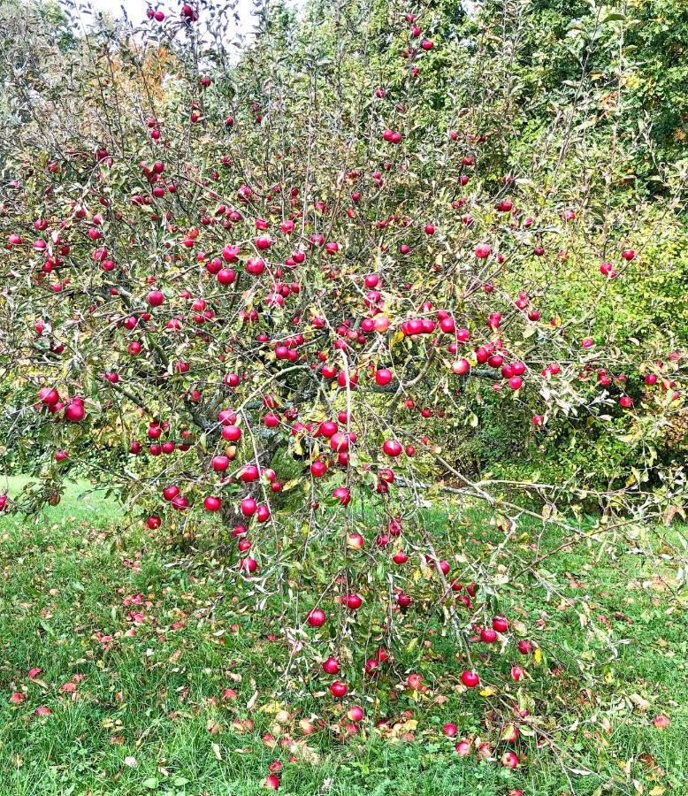 Villa Apple Tree House Lubin  Esterno foto